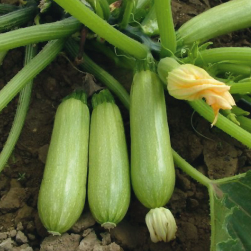 Семена кабачков и тыквы