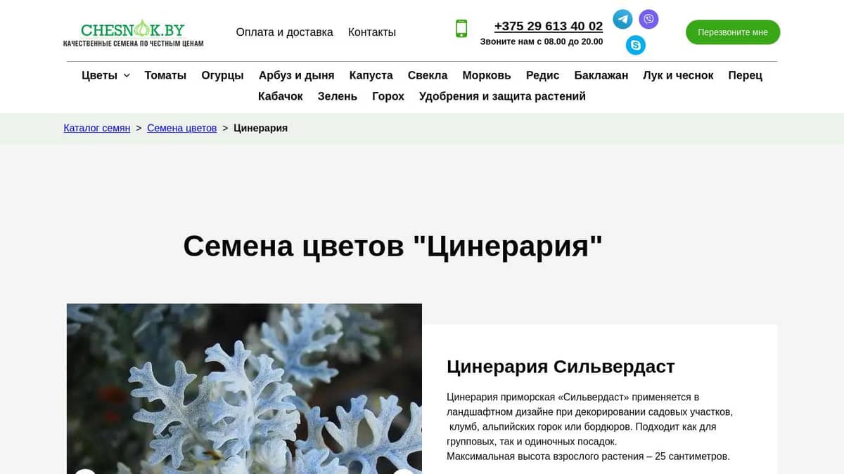 Купить семена цветов Цинерария почтой в Беларуси в интернет-магазине ...